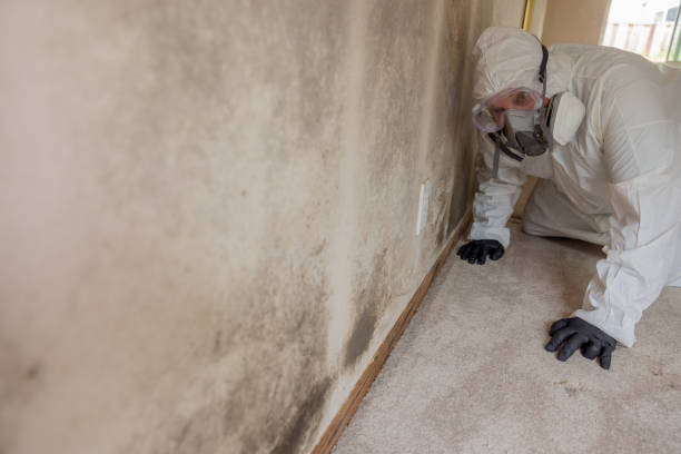  Corydon, IN Mold Removal Pros